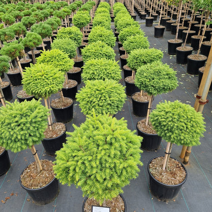 Picea abies 'Little Gem' pe picior (Precomanda)