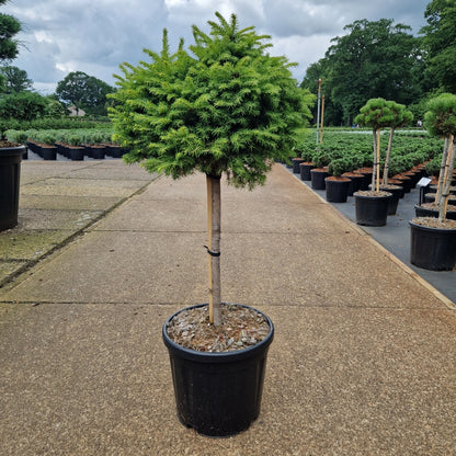 Picea abies 'Little Gem' pe picior (Precomanda)