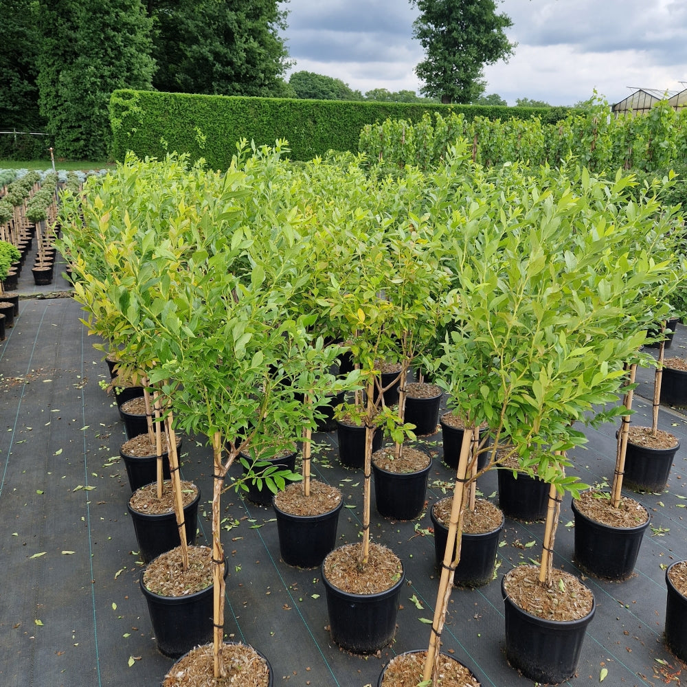 Vaccinium cor. 'Goldtraube'   (Precomanda)