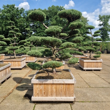 Juniperus media 'Hetzii'