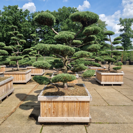 Juniperus media 'Hetzii' (Precomanda)