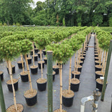 Pinus densiflora 'Low Glow'