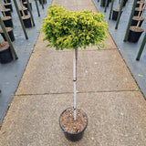 Chamaecyparis obt. 'Gitte'