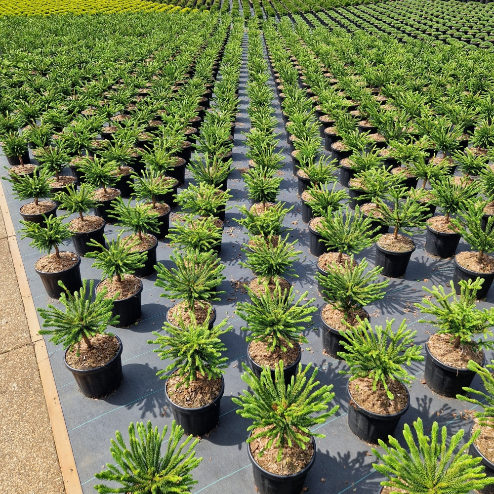 Cryptomeria jap. 'Dinger' (Precomanda)