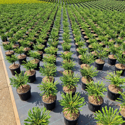 Cryptomeria jap. 'Dinger' (Precomanda)