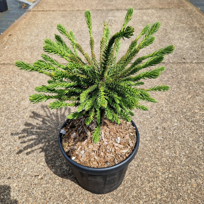 Cryptomeria jap. 'Dinger' (Precomanda)