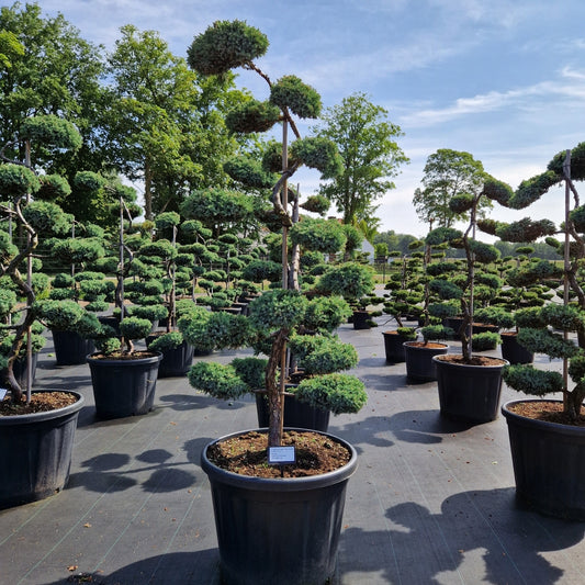 Juniperus squam. 'Blue Carpet' (Precomanda)