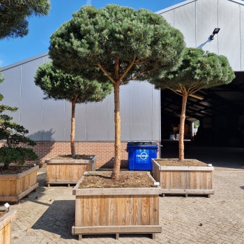 Pinus sylvestris 'Glauca'