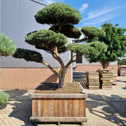 Pinus sylvestris 'Watereri' Nr.10 (Precomanda)