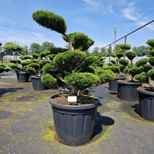 Juniperus media 'Mint Julep' (Precomanda)
