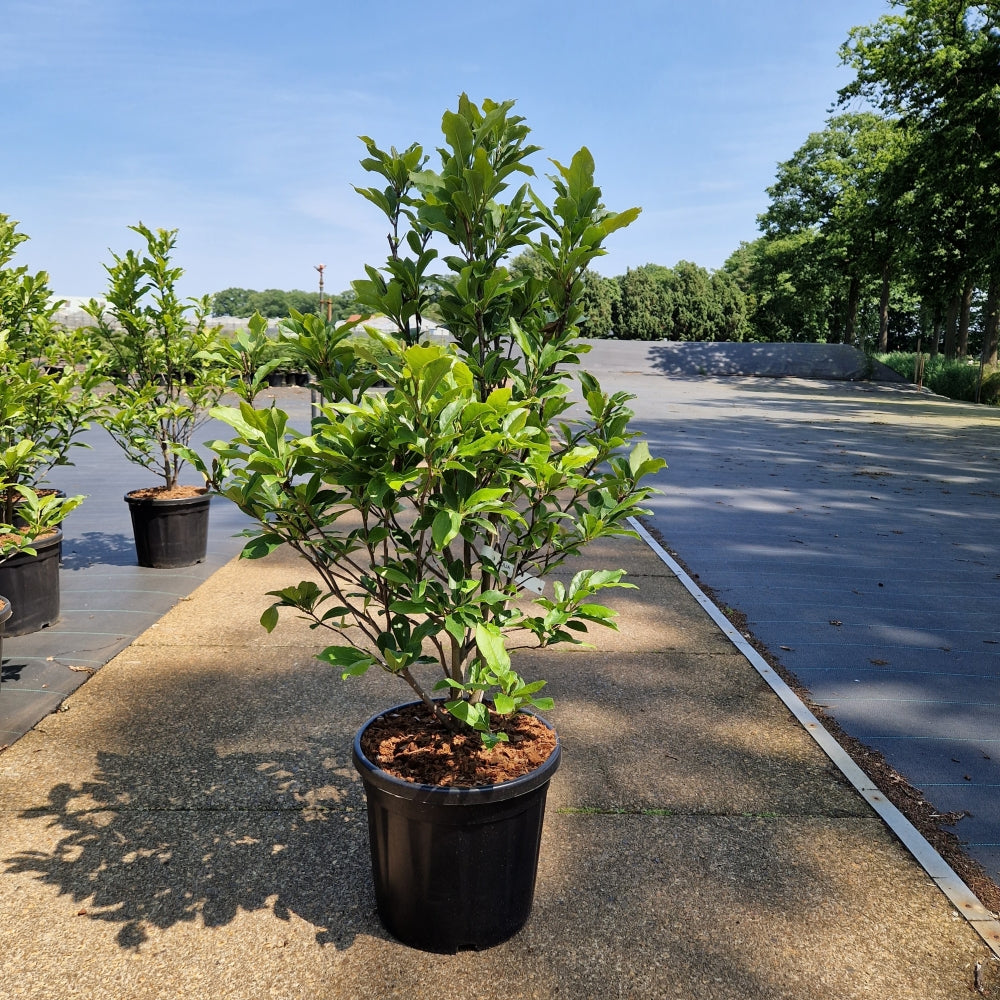 Magnolia Susan  pink (Precomanda)