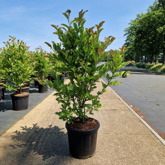 Magnolia loebneri 'Max Piroutte' (Precomanda)