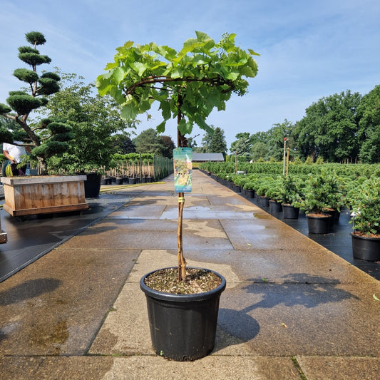 Vitis 'Picurka'  white  (Precomanda)