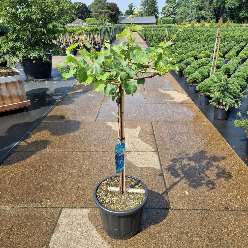 Vitis 'Muscat blue'  blauw (Precomanda)