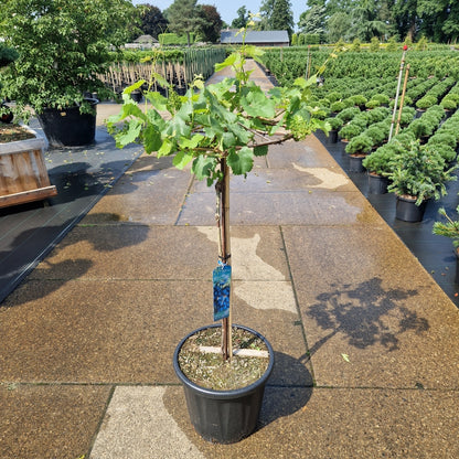 Vitis 'Muscat blue'  blauw (Precomanda)