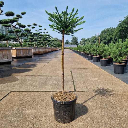 Cryptomeria jap. 'Dinger' pe picior (Precomanda)