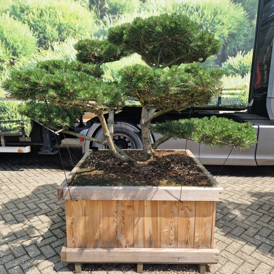 Pinus mugo 'Gnom' type hopken (Precomanda)