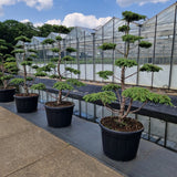 Juniperus comm. 'Green Carpet'