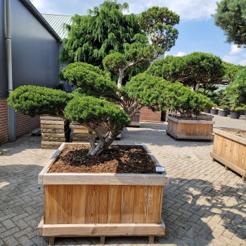 Taxus cuspidata Nr. 28