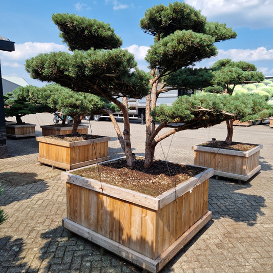 Pinus sylvestris 'Watereri' Nr.3 (Precomanda)