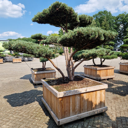 Pinus sylvestris 'Watereri' Nr.3 (Precomanda)