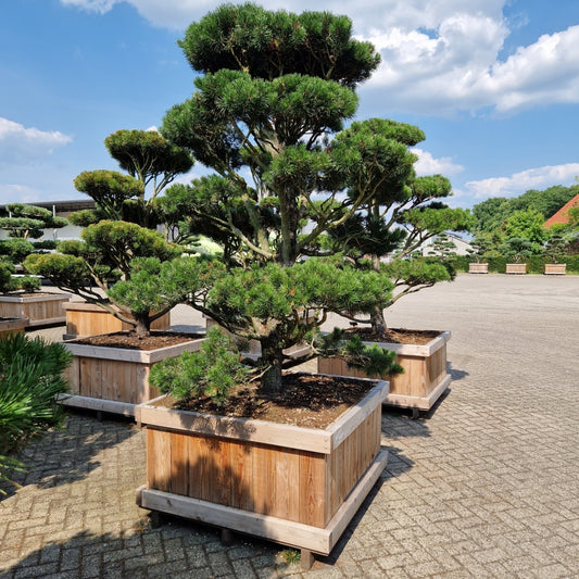 Pinus contorta (Precomanda)