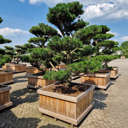 Pinus contorta (Precomanda)