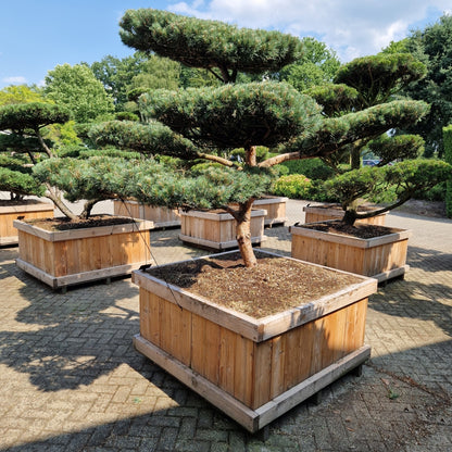 Pinus sylvestris 'Watereri' Nr.9 (Precomanda)