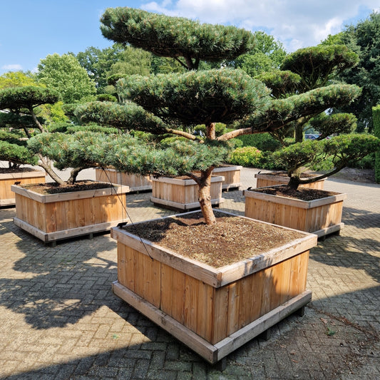 Pinus sylvestris 'Watereri' Nr.9 (Precomanda)