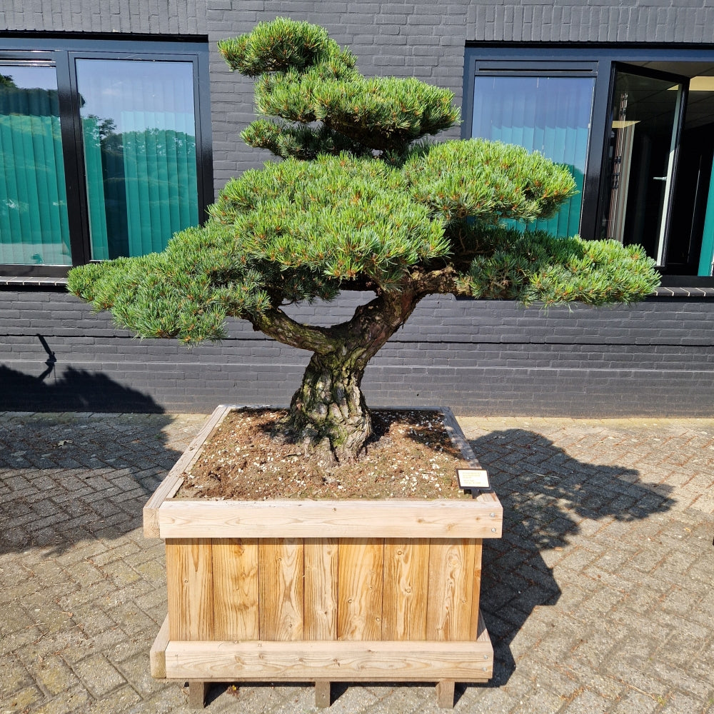 Pinus pentaphylla Nr.2 (Precomanda)