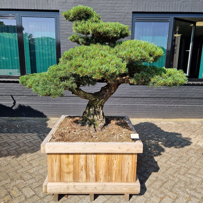 Pinus pentaphylla Nr.2 (Precomanda)