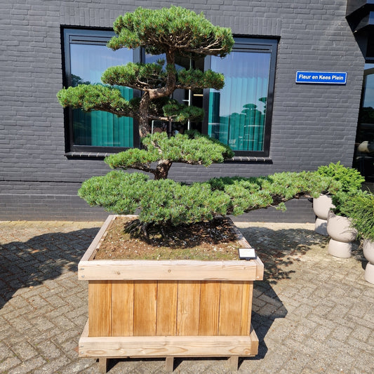 Pinus pentaphylla Nr.1 (Precomanda)