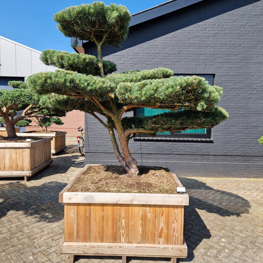 Pinus sylvestris 'Watereri' Nr.7 (Precomanda)