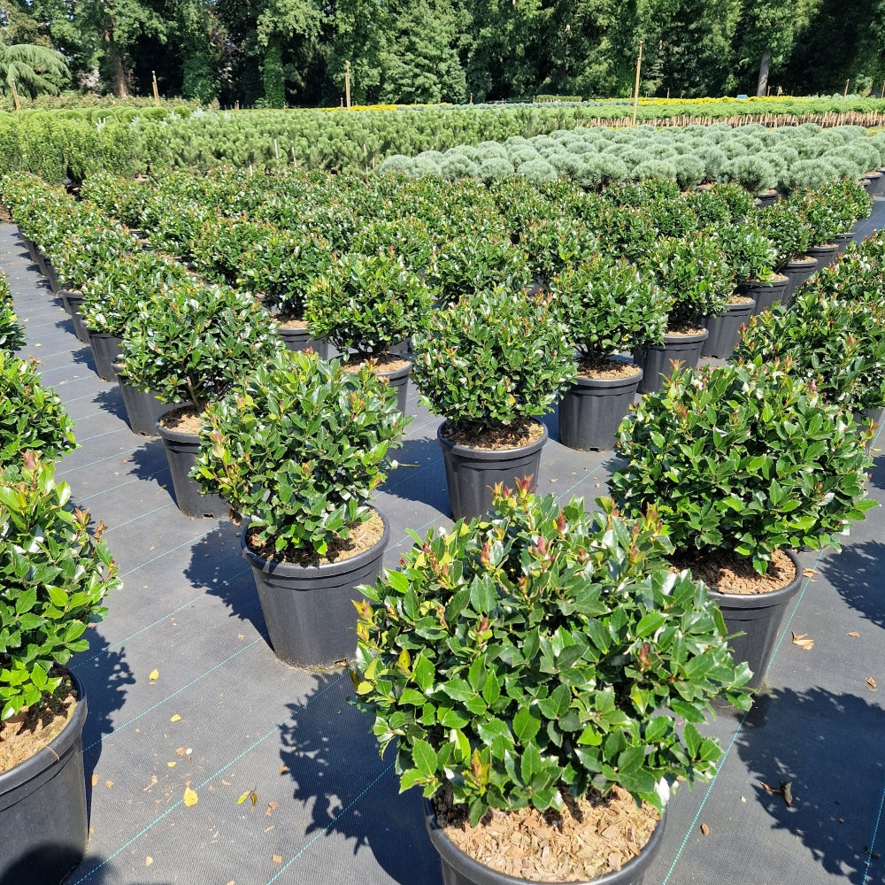 Ilex meserveae 'Blue Maid' - bila (Precomanda)