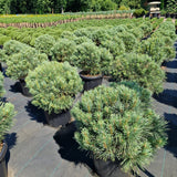 Pinus sylvestris 'Chantry Blue'