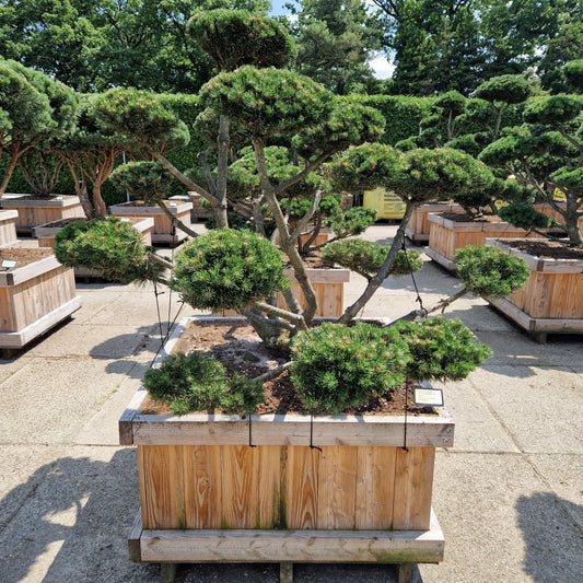 Pinus mugo 'Gnom' (Precomanda)