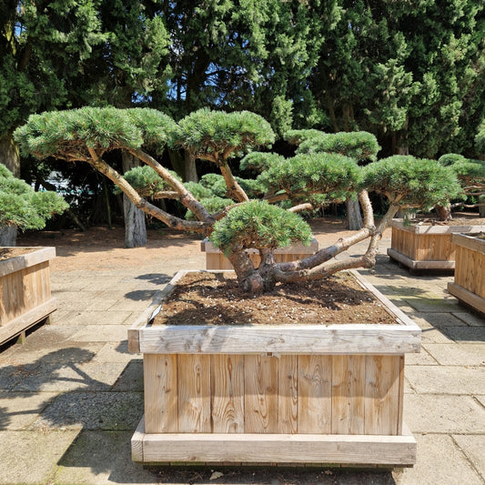Pinus sylvestris 'Repens' (Precomanda)