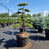 Juniperus comm. 'Green Carpet'