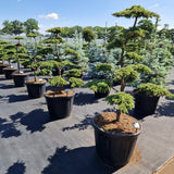 Juniperus comm. 'Green Carpet'