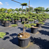 Juniperus comm. 'Green Carpet'