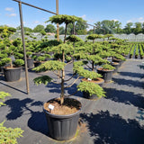 Juniperus comm. 'Green Carpet'