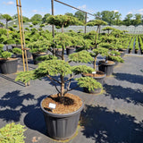 Juniperus comm. 'Green Carpet'