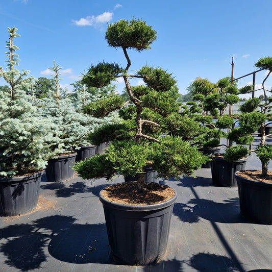Juniperus sabina 'Rockery Gem'  (Precomanda)