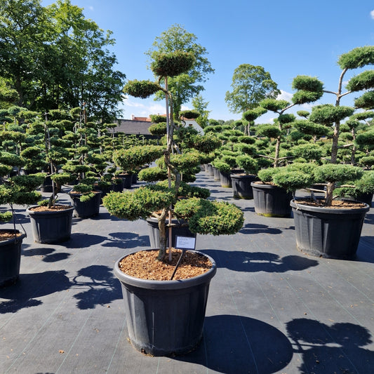 Juniperus comm. 'Repanda'     (Precomanda)