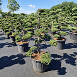 Juniperus comm. 'Repanda'