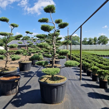 Juniperus media 'Pfitz. Compacta'