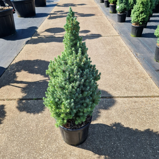Picea glauca 'Sanders Blue' (Precomanda)