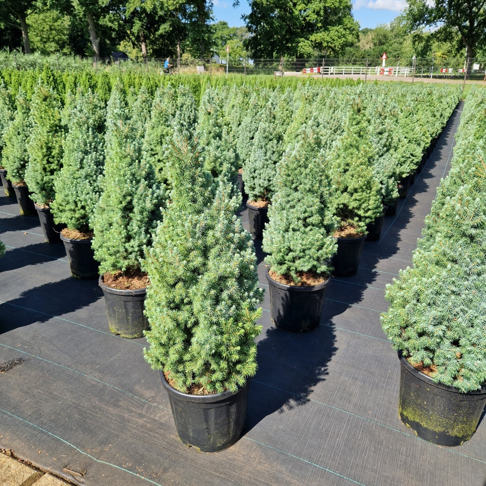 Picea glauca 'Sanders Blue' (Precomanda)