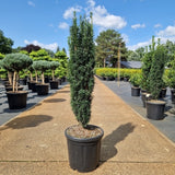 Taxus baccata 'Fastigiata'