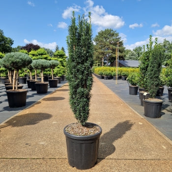 Taxus baccata 'Fastigiata'